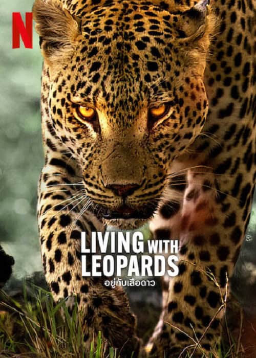 ดู Living with Leopards (2024) อยู่กับเสือดาว พากย์ไทย