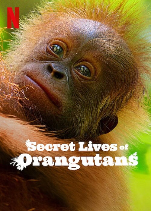 ดู Secret Lives of Orangutans ชีวิตลับอุรังอุตัง (2024) พากย์ไทย