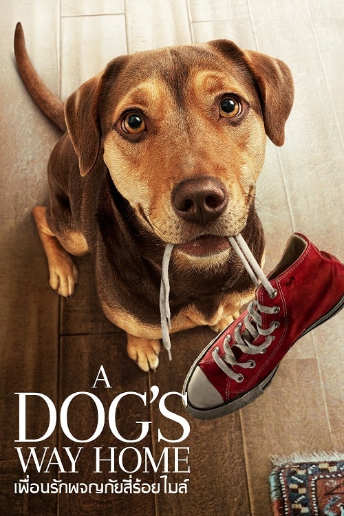 ดู A Dog’s Way Home (2019) เพื่อนรักผจญภัยสี่ร้อยไมล์ พากย์ไทย